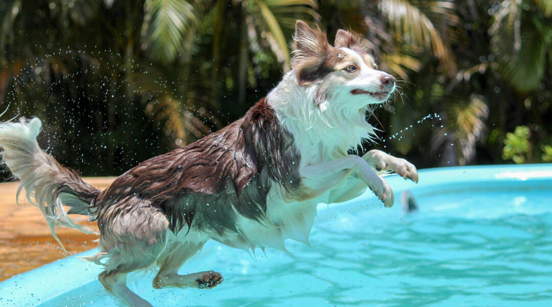 Os Melhores Destinos Pet Friendly para Viajar com Seu Companheiro de 4 Patas