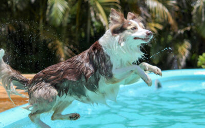 Os Melhores Destinos Pet Friendly para Viajar com Seu Companheiro de 4 Patas