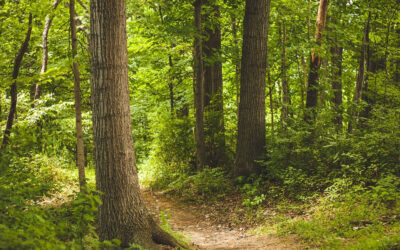 Top 5 Trilhas Épicas no Brasil Que Valem Cada Passo